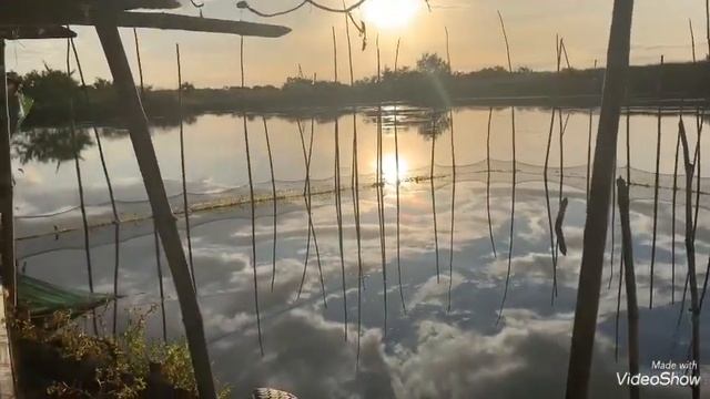 Part2 Orani Bataan Fishpond tara mag Harvest tayoo 😍☺️ смотреть онлайн