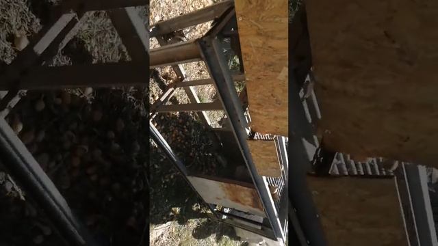 Машина для обрізки цибулі