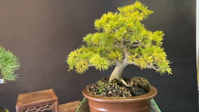 PINZADO PINUS PENTAPHYLLA смотреть онлайн