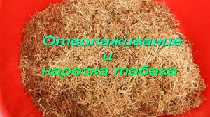 Отволаживание и нарезка табака