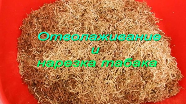 Отволаживание и нарезка табака