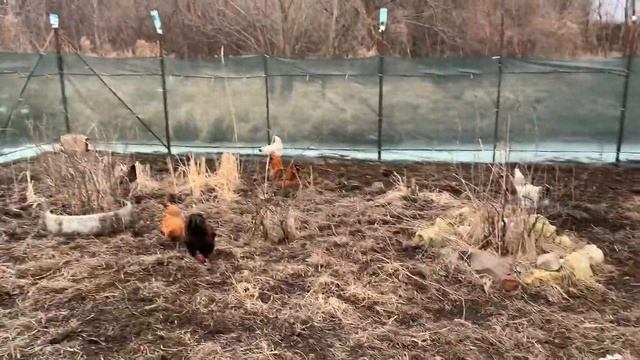 12 день инкубации в РЯБА 36- КИТАЙСКИЙ ИНКУБАТОР_ мешанка для кур_ кормим кур😁19 марта 2025г смотреть онлайн