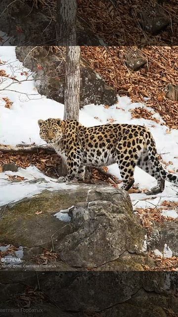 Знаменитый леопард долгожитель