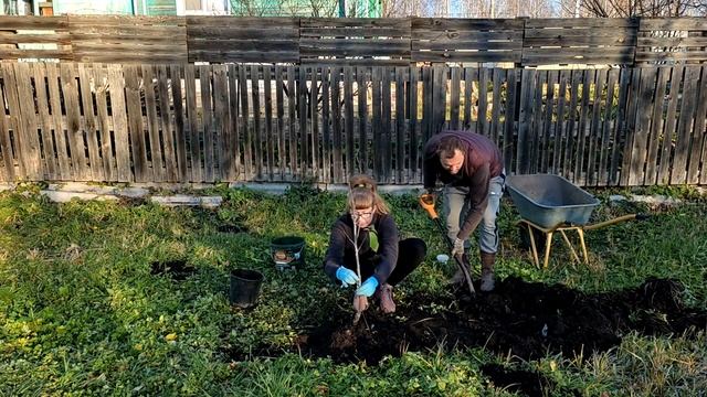 Как посадить саженцы. смотреть онлайн