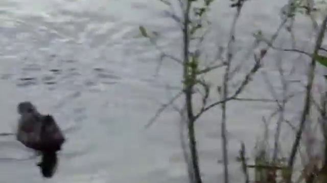 Наше озеро.Утка с утятами.