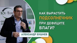 Как вырастить подсолнечник при дефиците влаги? | Рекомендации ВНИИМК на весну-2025