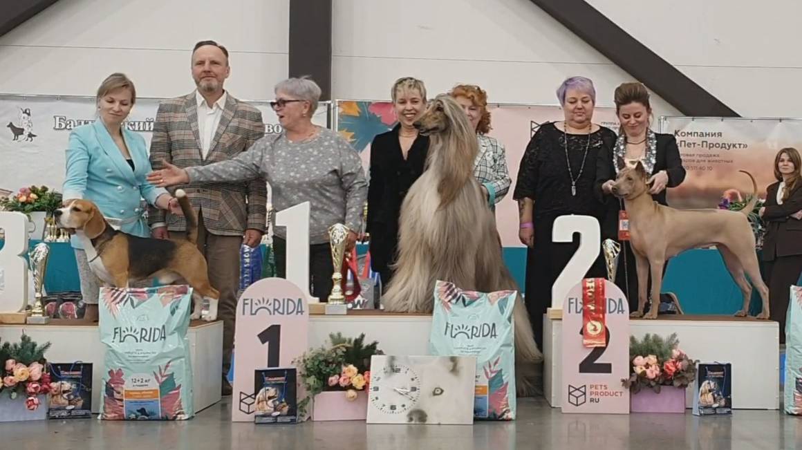 22.03.2025, СПб. Клуб "БКС-2" (РКФ, РФЛС). Выставка собак всех пород "СЕВЕРНАЯ СТОЛИЦА" (САС, ЧФ) смотреть онлайн