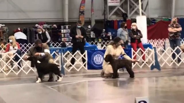 Frise Deluxe Luigina Lollobrigida смотреть онлайн