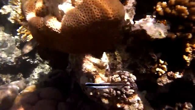 Pyskoun Rozpůlený [Labroides Dimidiatus] (Bluestreak Cleaner Wrasse)