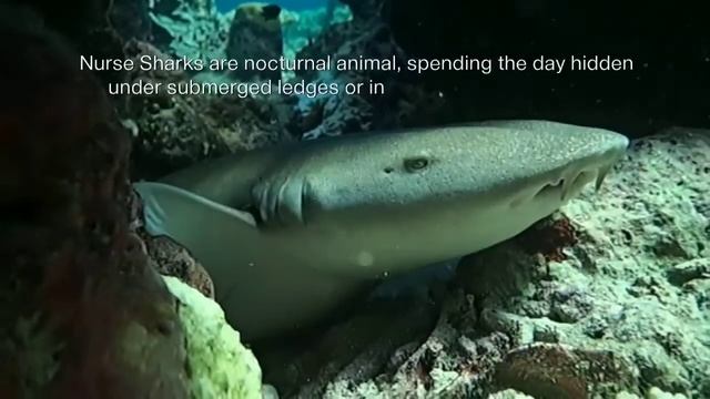 Nurse Shark смотреть онлайн