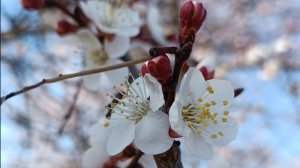 Пробуждение природы на Кубани! Обзор растений в весеннем саду. 24.03.2025 г.#весна#Кубань#Сад