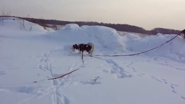 хаски гулянка смотреть онлайн