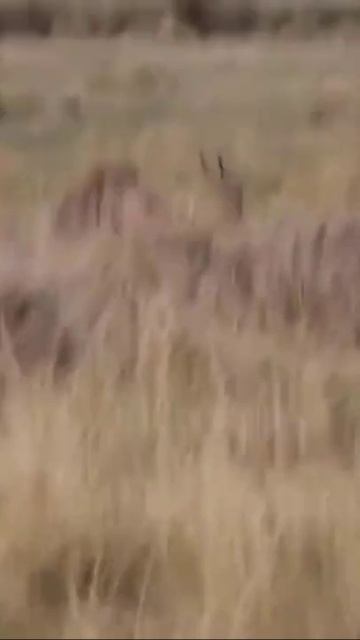 the battle is not over #shorts смотреть онлайн