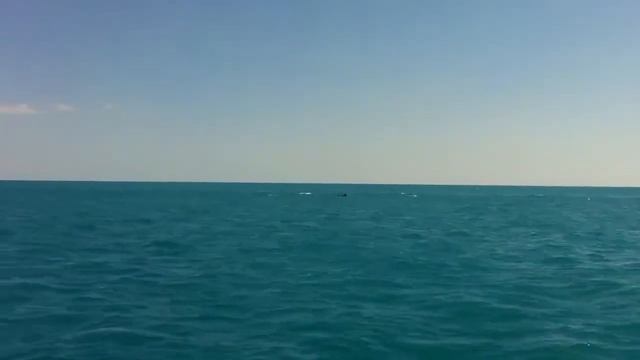 Дельфины смотреть онлайн