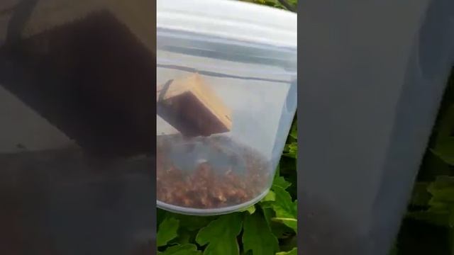 Multiplex aakarshan cucurbits fruit fly traps смотреть онлайн