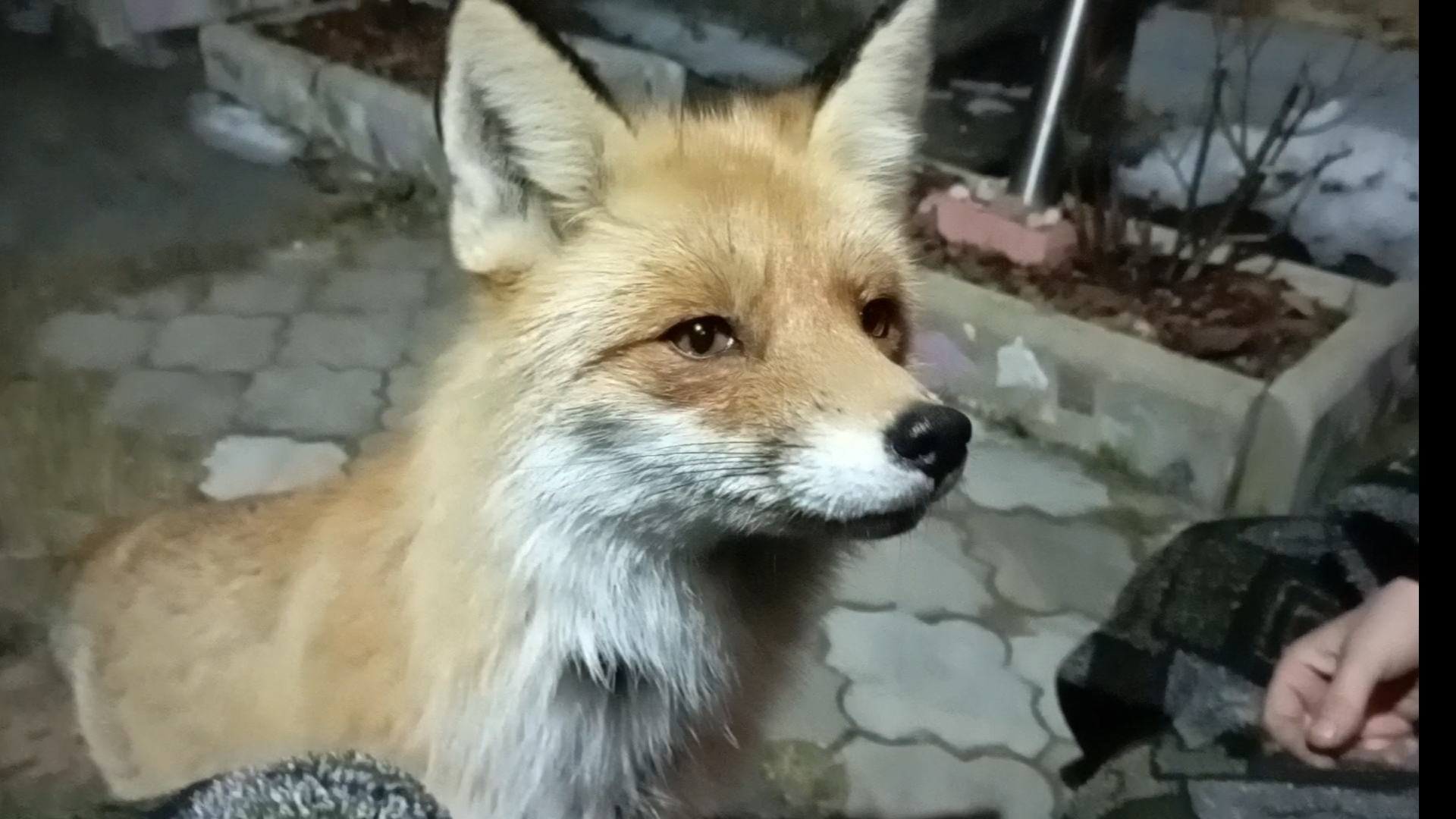 (987) Лиса приходит в гости. Март 2025 смотреть онлайн