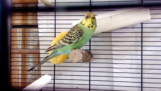 ВВП (Чехи), "Качая железо", пластмасу смотреть онлайн