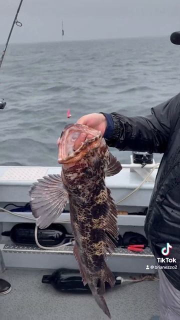 Fishing Alaska Ling Cod! #alaska #shorts #viral #fishing #fish #shortvideo смотреть онлайн