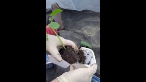 Способ посадки огурцов в два стаканчика