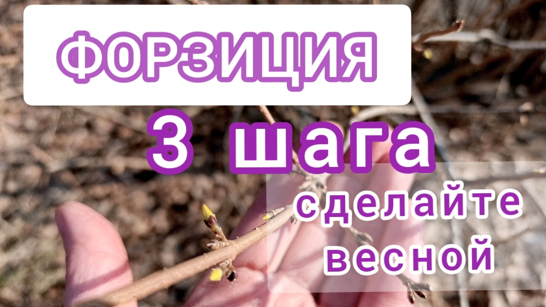 Форзиция. Как добиться пышного цветения смотреть онлайн