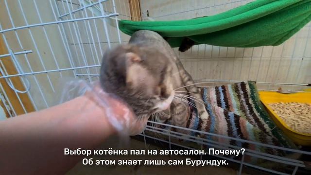 Бурундук смотреть онлайн
