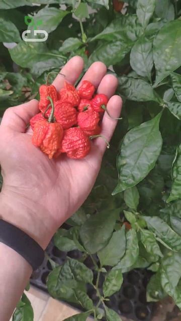 CAROLINA REAPER RED растёт уже 2 года! 2mln scoville pepper 2 ляма сковилл #carolinareaper #shorts смотреть онлайн