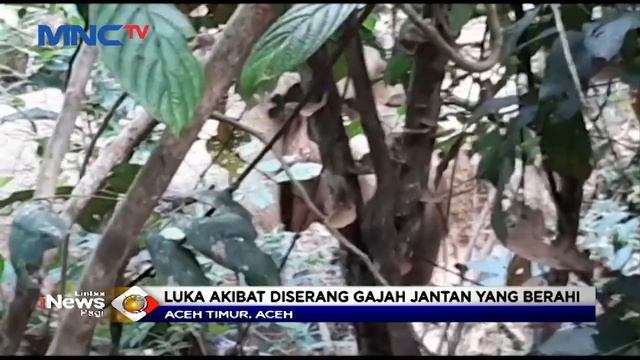 Diserang Gajah Lain, Seekor Gajah  Betina Terluka - LIP 24/03