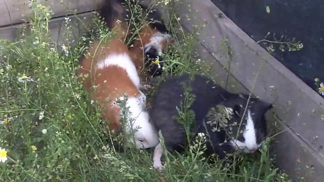 Вигул морских свинок на травке смотреть онлайн