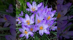 А завтра будет весна Игорь КИБИРЕВ