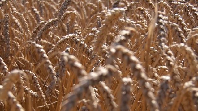 Борсова информация: Рапицата в Европа поскъпна с 4 евро смотреть онлайн