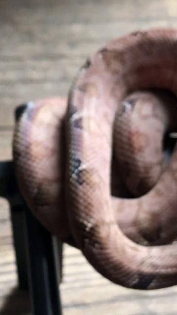 Amazon Tree Boa With Amazing Eyes #snakes #reptiles #animals #wildlife #nature #shorts #boa смотреть онлайн