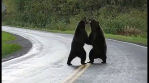 Битва медведей