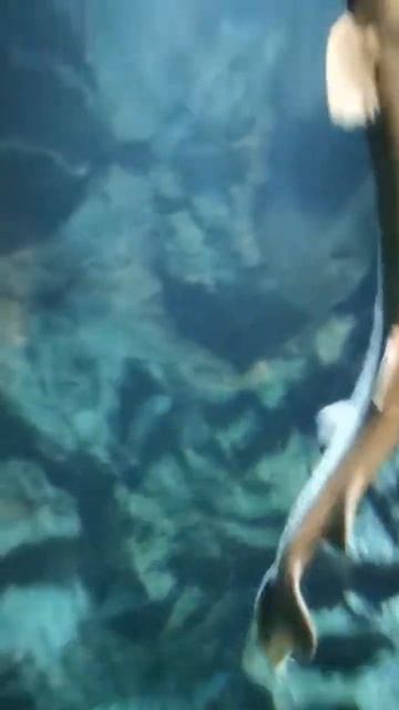 Огромная коллекция рыб в океанариуме смотреть онлайн