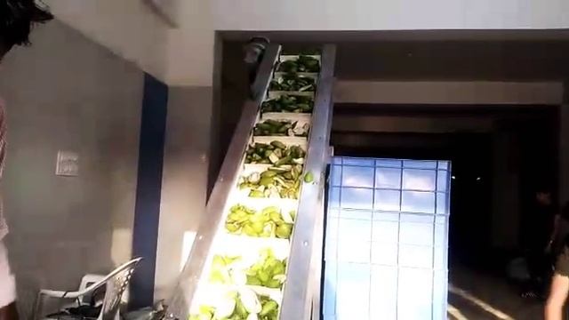 Mango cube cutting machine with cleted belt conveyor смотреть онлайн