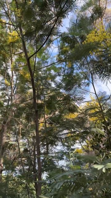 Весна -- цветение мимозы смотреть онлайн