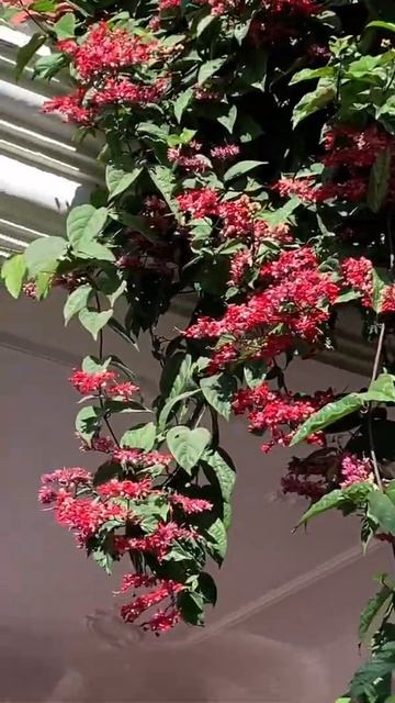 Red Bleeding Heart-Evergreen Plant смотреть онлайн