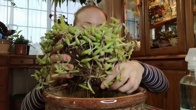Up Potting A Othonna Capensis 'Ruby Necklace