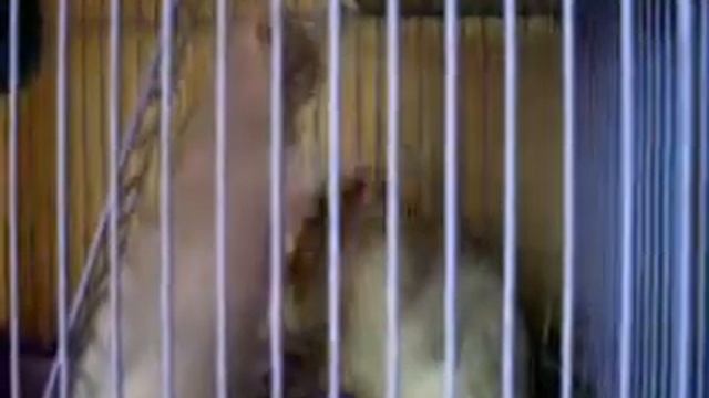 КРЫСЫ:Фенька и Клякса смотреть онлайн