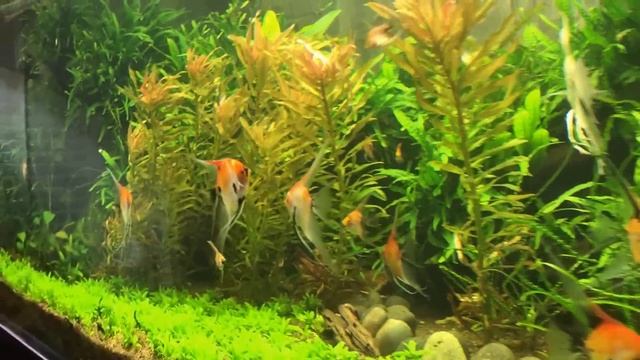 670-gallon Acrylic planted tank смотреть онлайн
