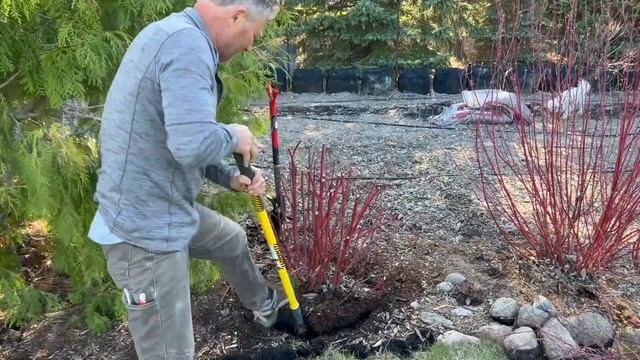 When Shrubs Get Too Big | Transplant? смотреть онлайн