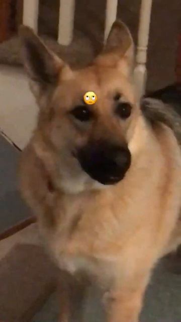 What a Sweet Dog смотреть онлайн