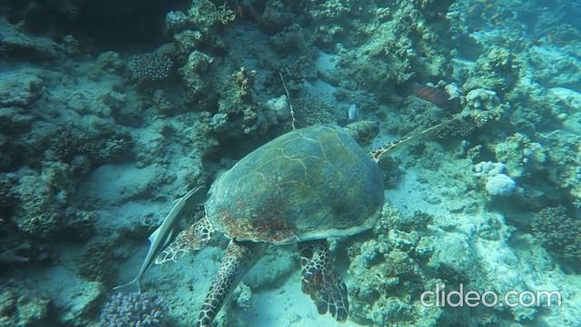 Подводный мир Красного моря