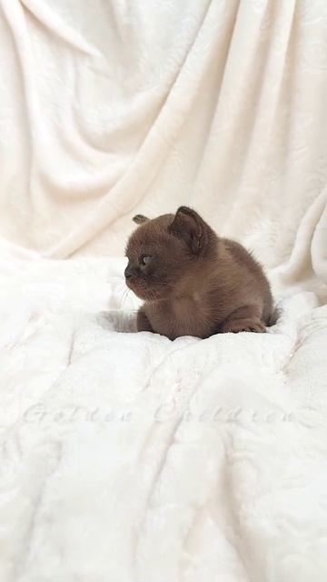 Tasha. 1 мес. Бурма соболь. Golden Children, Белгород. смотреть онлайн