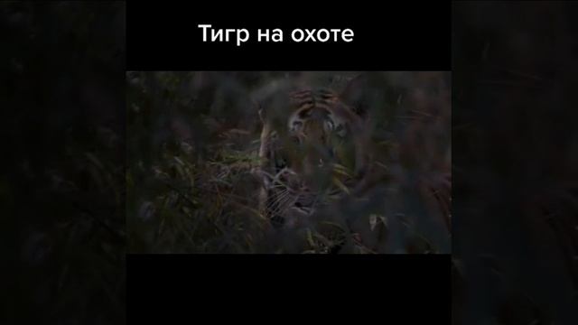 Дикая природа нашей планеты. Тигр на охоте. смотреть онлайн