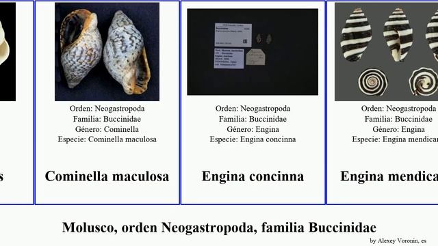 Molusco, orden Neogastropoda, familia Buccinidae antillophos pollia colubraria featuring elegans смотреть онлайн
