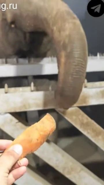 Кормление слона в зоопарке смотреть онлайн