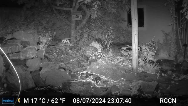 cat camera 27 смотреть онлайн