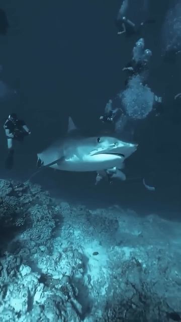 BMW 530D F10 - АТАКА АКУЛЫ смотреть онлайн