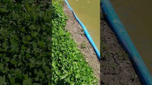 Микроклевер Pipolina DLF, спустя год. Воронеж