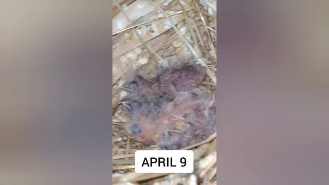 ZEBRA FINCH DAY 1 TO DAY 30 смотреть онлайн